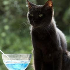 猫咪后院之家 - kEAtJWmKI73HumjBDU07tgJafpY.jpg