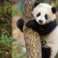 我们诞生在中国 - w2wfYlwMwd4ZK1eFOBiUW35UrEv.jpg